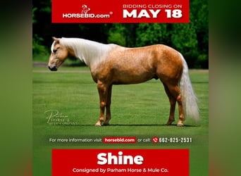 Quarter horse américain, Hongre, 4 Ans, Palomino