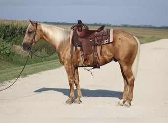 Quarter horse américain, Hongre, 4 Ans, Palomino