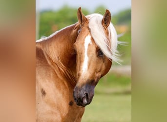 Quarter horse américain, Hongre, 4 Ans, Palomino