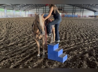 Quarter horse américain, Hongre, 4 Ans, Palomino