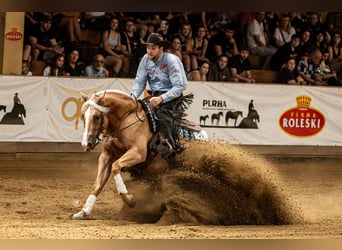 Quarter horse américain, Hongre, 4 Ans, Palomino