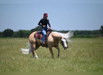 Quarter horse américain, Hongre, 4 Ans, Palomino