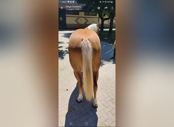 Quarter horse américain, Hongre, 4 Ans, Palomino