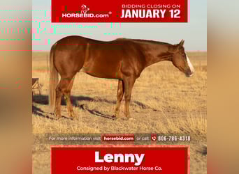 Quarter horse américain, Hongre, 4 Ans