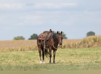 Quarter horse américain, Hongre, 4 Ans, Roan-Bay