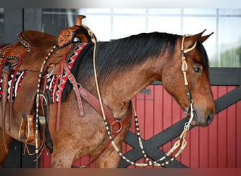 Quarter horse américain, Hongre, 4 Ans, Roan-Bay