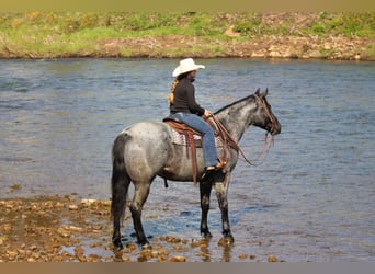 Quarter horse américain, Hongre, 4 Ans, Rouan Bleu