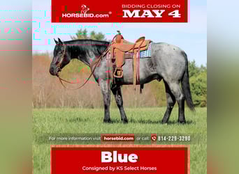Quarter horse américain, Hongre, 4 Ans, Rouan Bleu