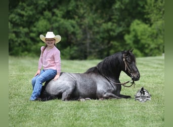 Quarter horse américain, Hongre, 4 Ans, Rouan Bleu