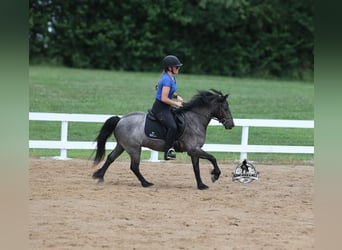 Quarter horse américain, Hongre, 4 Ans, Rouan Bleu