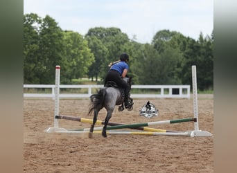 Quarter horse américain, Hongre, 4 Ans, Rouan Bleu