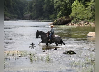 Quarter horse américain, Hongre, 4 Ans, Rouan Bleu
