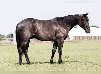 Quarter horse américain, Hongre, 4 Ans, Rouan Bleu