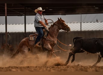 Quarter horse américain, Hongre, 4 Ans, Rouan Rouge