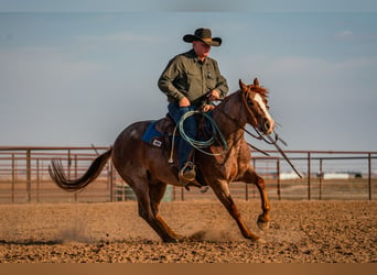 Quarter horse américain, Hongre, 4 Ans, Rouan Rouge