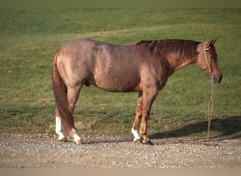 Quarter horse américain, Hongre, 4 Ans, Rouan Rouge