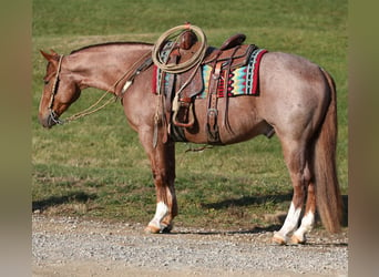 Quarter horse américain, Hongre, 4 Ans, Rouan Rouge