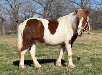 Quarter horse américain, Hongre, 5 Ans, 107 cm, Tobiano-toutes couleurs