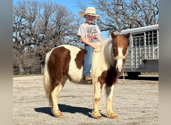 Quarter horse américain, Hongre, 5 Ans, 107 cm, Tobiano-toutes couleurs