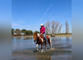 Quarter horse américain, Hongre, 5 Ans, 140 cm, Alezan brûlé