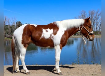 Quarter horse américain, Hongre, 5 Ans, 140 cm, Alezan brûlé
