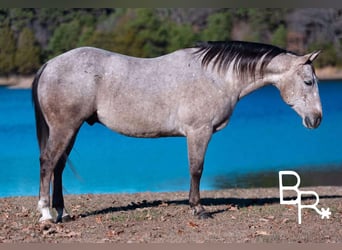 Quarter horse américain, Hongre, 5 Ans, 142 cm, Gris pommelé