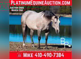 Quarter horse américain, Hongre, 5 Ans, 142 cm, Gris pommelé
