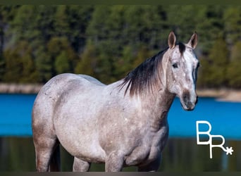 Quarter horse américain, Hongre, 5 Ans, 142 cm, Gris pommelé