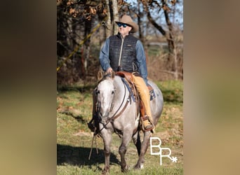 Quarter horse américain, Hongre, 5 Ans, 142 cm, Gris pommelé