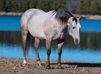 Quarter horse américain, Hongre, 5 Ans, 142 cm, Gris pommelé