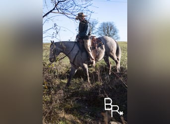 Quarter horse américain, Hongre, 5 Ans, 142 cm, Gris pommelé