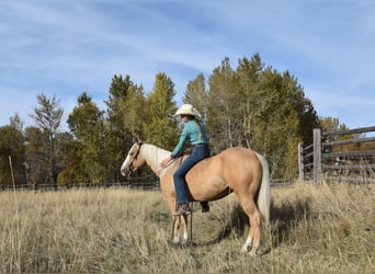 Quarter horse américain, Hongre, 5 Ans, 142 cm, Palomino