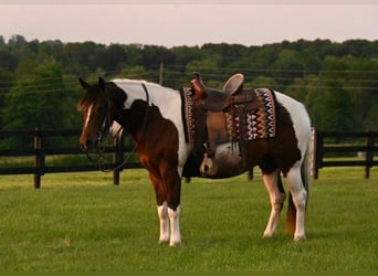 Quarter horse américain, Hongre, 5 Ans, 142 cm, Pinto