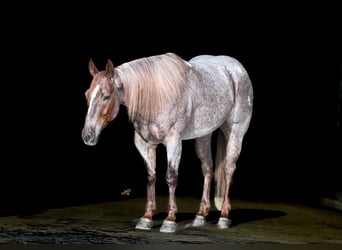 Quarter horse américain, Hongre, 5 Ans, 142 cm, Rouan Rouge