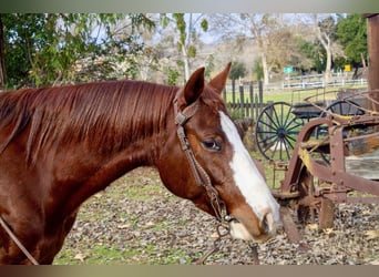 Quarter horse américain, Hongre, 5 Ans, 142 cm, Rouan Rouge