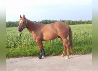 Quarter horse américain, Hongre, 5 Ans, 144 cm, Alezan
