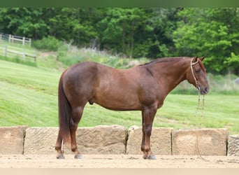 Quarter horse américain, Hongre, 5 Ans, 145 cm, Alezan brûlé