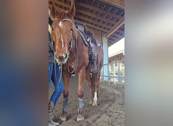 Quarter horse américain, Hongre, 5 Ans, 145 cm, Alezan