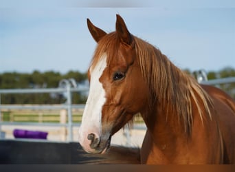 Quarter horse américain, Hongre, 5 Ans, 145 cm, Alezan