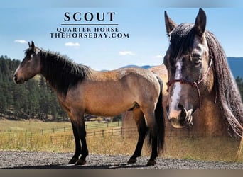 Quarter horse américain, Hongre, 5 Ans, 145 cm, Buckskin