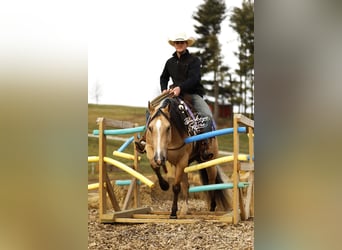 Quarter horse américain, Hongre, 5 Ans, 145 cm, Buckskin