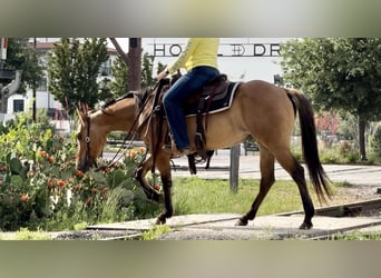 Quarter horse américain, Hongre, 5 Ans, 145 cm, Isabelle