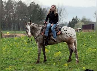 Quarter horse américain, Hongre, 5 Ans, 145 cm, Roan-Bay