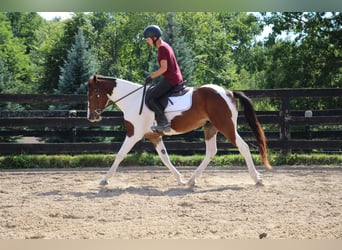Quarter horse américain, Hongre, 5 Ans, 145 cm, Tobiano-toutes couleurs