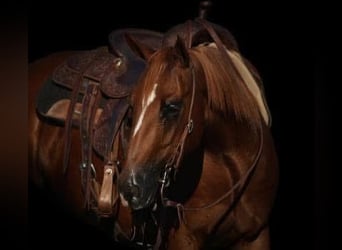 Quarter horse américain, Hongre, 5 Ans, 147 cm, Alezan cuivré