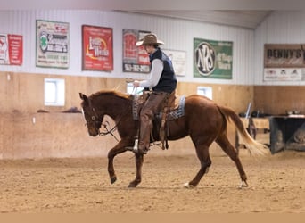 Quarter horse américain, Hongre, 5 Ans, 147 cm, Alezan cuivré