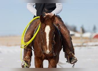 Quarter horse américain, Hongre, 5 Ans, 147 cm, Alezan cuivré