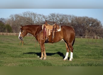 Quarter horse américain, Hongre, 5 Ans, 147 cm, Alezan cuivré