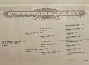 Quarter horse américain, Hongre, 5 Ans, 147 cm, Bai cerise