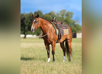 Quarter horse américain Croisé, Hongre, 5 Ans, 147 cm, Bai cerise